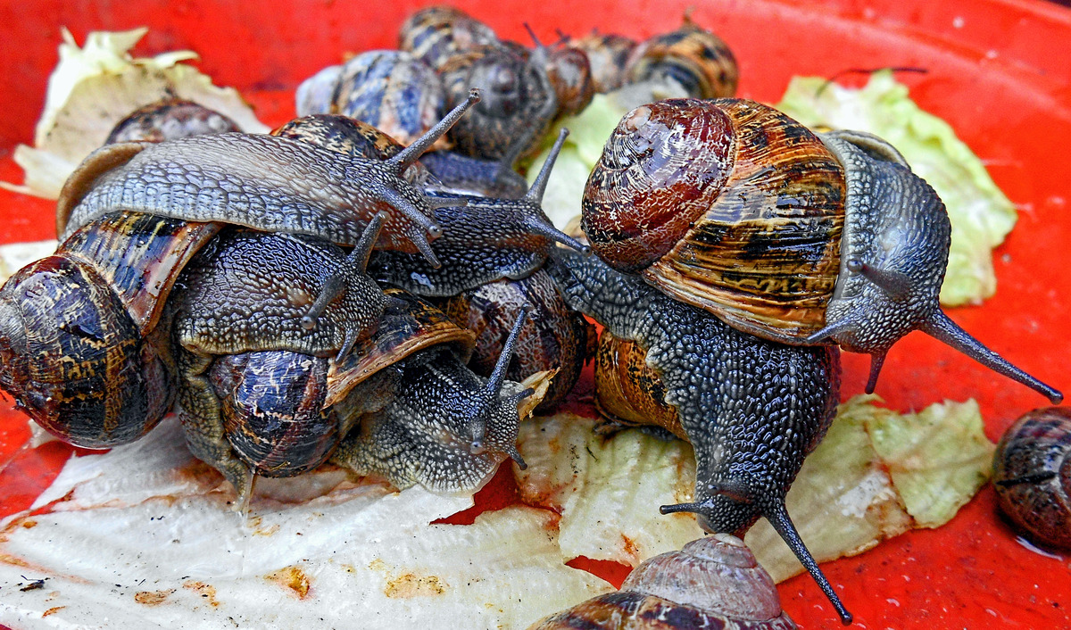 3rd. - Phillip Edmunds